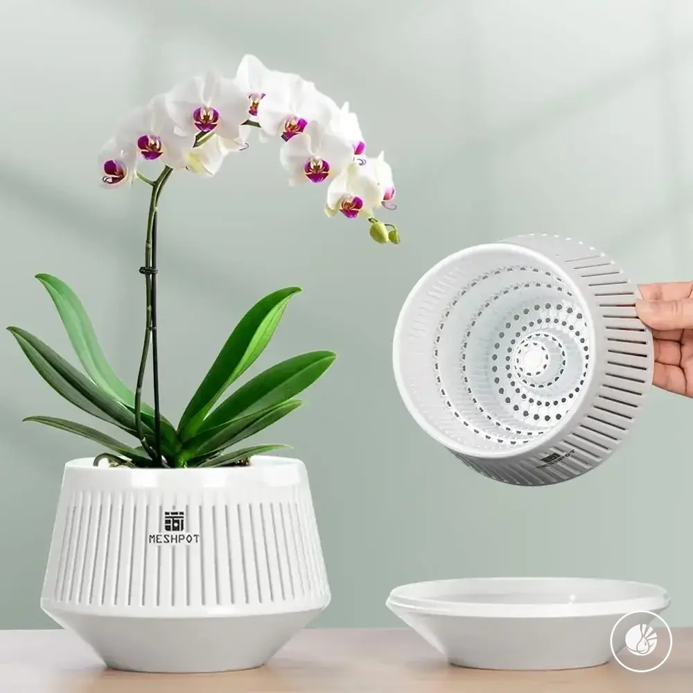 Pot de 5 pouces pour orchidée avec trous, plateau et structure drainante
